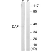 Western blot analysis of extracts from Jurkat cells, using CD55 antibody.