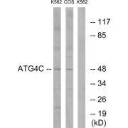 Western blot analysis of extracts from K562 cells and COS7 cells, using ATG4C antibody.