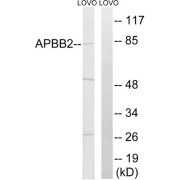 Western blot analysis of extracts from LOVO cells, using APBB2 antibody.