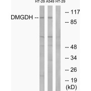 Western blot analysis of extracts from HT-29 cells and A549 cells, using DMGDH antibody.