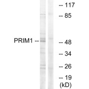 Western blot analysis of extracts from HepG2 cells, using PRIM1 antibody.