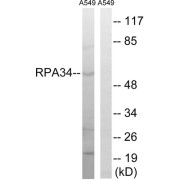 Western blot analysis of extracts from A549 cells, using CD3EAP antibody.