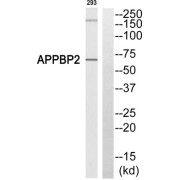 Amyloid Beta Precursor Protein Binding Protein 2 (APPBP2) Antibody