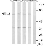 Western blot analysis of extracts from COLO cells, HUVEC cells, HepG2 cells and HeLa cells, using NEIL3 antibody.