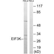 Western blot analysis of extracts from HeLa cells, using EIF3K antibody.