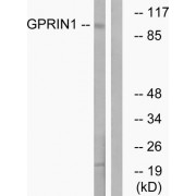 Western blot analysis of extracts from HT-29 cells, using GPRIN1 antibody.