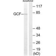 Western blot analysis of extracts from RAW264.7 cells, using GCF antibody.