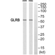 Western blot analysis of extracts from A549 cells and K562 cells, using GLRB antibody.