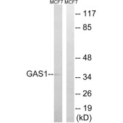 Western blot analysis of extracts from MCF-7 cells, using GAS1 antibody.