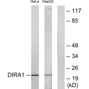 Western blot analysis of extracts from HeLa cells and HepG2 cells, using DIRA1 antibody.