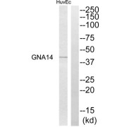 Western blot analysis of extracts from HuvEc cells, using GNA14 antibody.