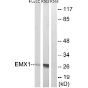 Western blot analysis of extracts from HuvEc and K562 cells, using EMX1 antibody. The lane on the right is blocked with the synthesized peptide.