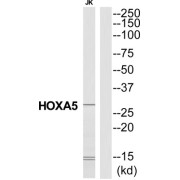 Homeobox Protein Hox-A5 (HOXA5) Antibody