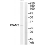 Western blot analysis of extracts from NIH-3T3 cells, using ICAM2 antibody.