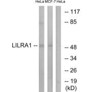 Western blot analysis of extracts from HeLa cells and MCF-7 cells, using LILRA1 antibody.