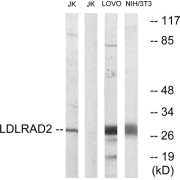 Western blot analysis of extracts from Jurkat cells, LOVO cells and 3T3 using LDLRAD2 antibody.