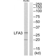 Western blot analysis of extracts from HuvEc cells, using LFA3 antibody.
