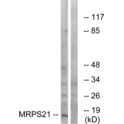 Western blot analysis of extracts from COS cells, using MRPS21 antibody.