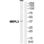 Mitochondrial Ribosomal Protein L3 (MRPL3) Antibody