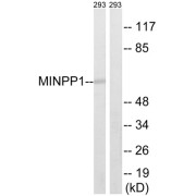 Western blot analysis of extracts from 293 cells, using MINPP1 antibody.