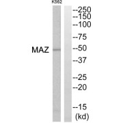 Western blot analysis of extracts from K562 cells, using MAZ antibody.