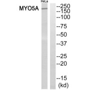 Western blot analysis of extracts from HeLa cells, using MYO5A antibody.