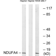 Western blot analysis of extracts from HepG2 cells and RAW264.7 cells, using NDUFA4 antibody.