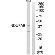 Western blot analysis of extracts from HeLa cells, using NDUFA9 antibody.