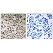 Immunohistochemistry analysis of paraffin-embedded human pancreas tissue using NDUFB1 antibody.