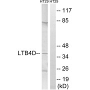 Western blot analysis of extracts from HT-29 cells, using PTGR1 antibody.