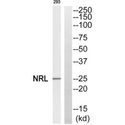 Western blot analysis of extracts from 293 cells, using NRL antibody.