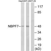 Western blot analysis of extracts from HepG2 cells and HT-29 cells, using NBPF7 antibody.