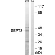 Western blot analysis of extracts from 293 cells, using SEPT3 antibody.