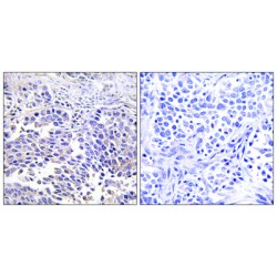 Neurosecretory Protein VGF (VGF) Antibody