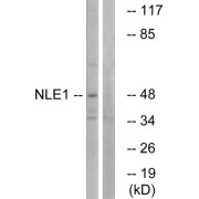 Western blot analysis of extracts from COS cells, using NLE1 antibody.