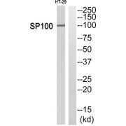 SP100 Nuclear Antigen (SP100) Antibody