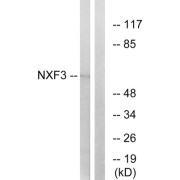 Western blot analysis of extracts from MCF-7 cells, using NXF3 antibody.