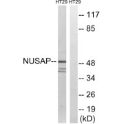 Western blot analysis of extracts from HT-29 cells, using NUSAP1 antibody.