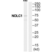 Nucleolar And Coiled-Body Phosphoprotein 1 (NOLC1) Antibody