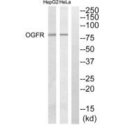 Western blot analysis of extracts from Hela cells and HepG2 cells, using OGFR antibody.