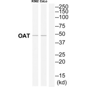 Ornithine Aminotransferase, Mitochondrial (OAT) Antibody