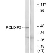 Western blot analysis of extracts from RAW264.7 cells, using POLDIP3 antibody.