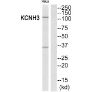 Potassium Voltage-Gated Channel Subfamily H Member 3 (KCNH3) Antibody