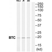 Probetacellulin (BTC) Antibody