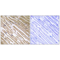 Protein NDRG4 (NDRG4) Antibody