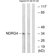 Western blot analysis of extracts from HepG2 cells and HT-29 cells, using NDRG4 antibody.