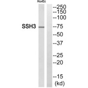 Western blot analysis of extracts from HuvEc cells, using SSH3 antibody.