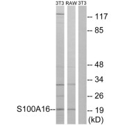 Western blot analysis of extracts from 3T3 cells and RAW264.7 cells, using S100A16 antibody.