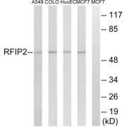 Western blot analysis of extracts from A549 cells, COLO cells, HUVEC cells and MCF-7 cells, using RAB11FIP2 antibody.