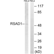 Western blot analysis of extracts from HeLa cells, using RSAD1 antibody.